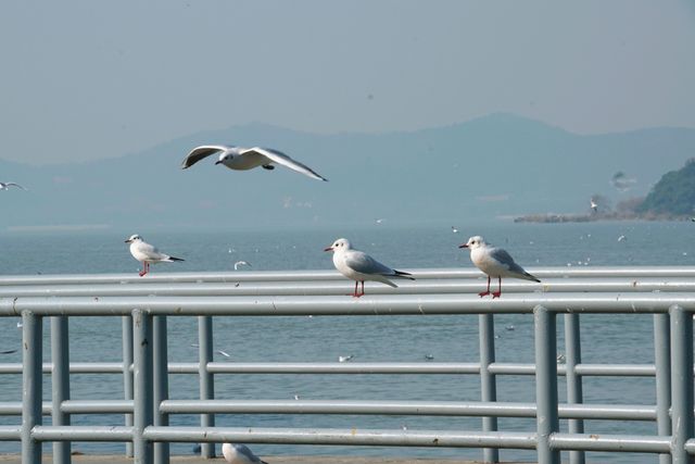 鼋頭渚冬日