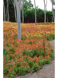 除了梅海花台和園博苑，忠仑公園的花海也很出色！！！