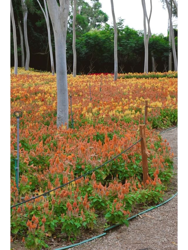 除了梅海花台和園博苑，忠仑公園的花海也很出色！！！