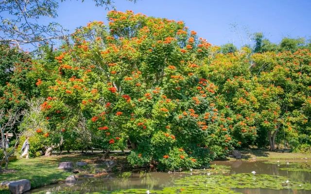 西雙版納中科院植物園遊覽攻略 | 闖入植物王國