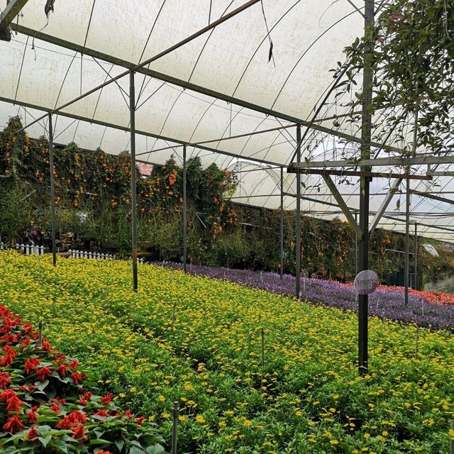 LAVENDER GARDEN CAMERON HIGHLAND 