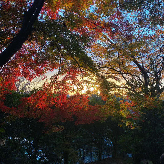 ### 京都祇園夜楓的魔幻之夜