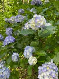 日本最大級の紫陽花の海原を見に行こう🥰💠🤍みちのくあじさい園