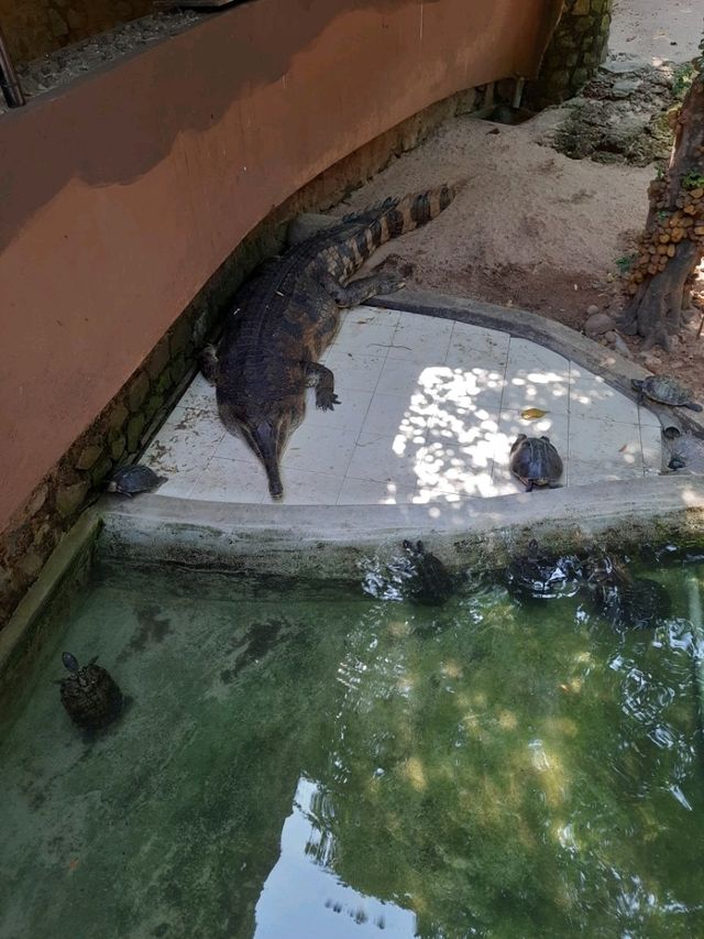 斯里蘭卡科倫坡動物園:和熱帶動物們來一次親密接觸