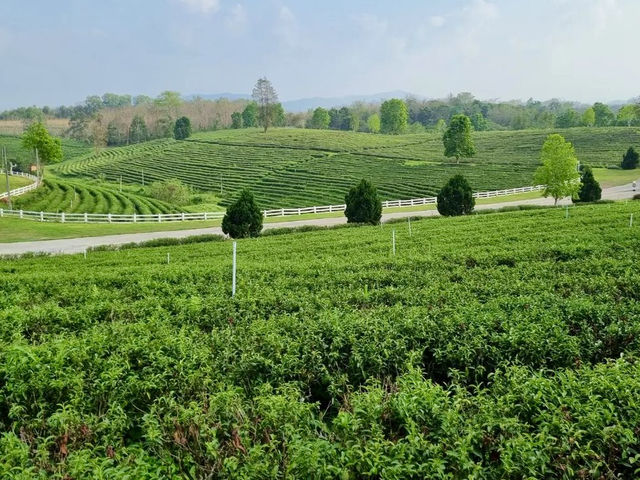 차의 향기와 자연의 아름다움을 만끽하다, Choui Fong Tea Plantation