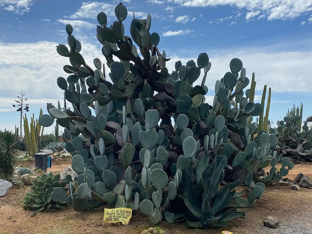 A Desert Oasis in Victoria: Exploring Cactus Country