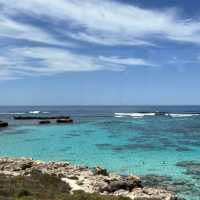 Paradacise Found: Rottnese Island, Perth's Hidden Gem