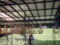 Birds telling your fortune in Singapore - Kebun Baru Birdsinging Club