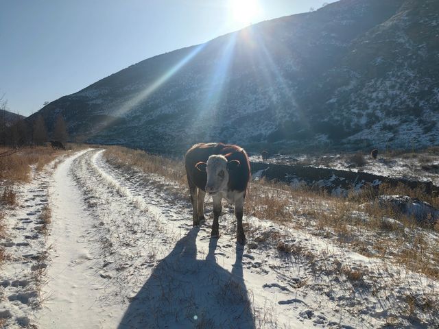 內蒙古紅石崖｜看雪看駱駝