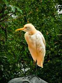 🌴🐦 Kuala Lumpur's Feathered Friends: A Day at KL Bird Park 🕊️🌳