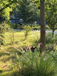 2024北京蓮花池公園。