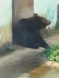 廣州動物園一遊。