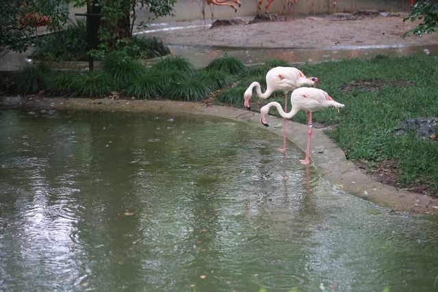 看看動物可愛樣，找找童年的記憶~~上海動物園。