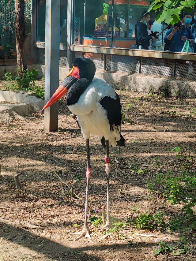 【城市綠洲】北京動物園，家庭親子遊的樂園