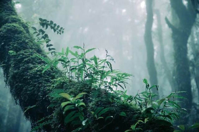 補償小時候的自己之南恩瀑布