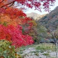 秋天韓國內藏山賞楓