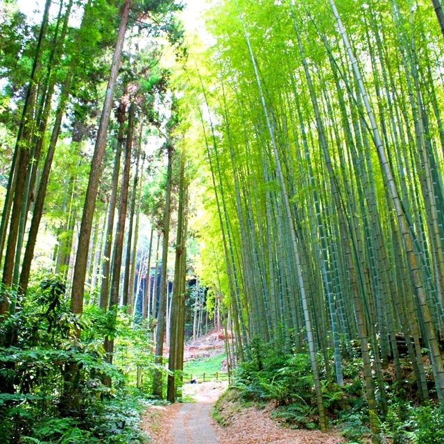 佐賀景點｜據說有神明居住的3000年大楠樹—佐賀武雄神社