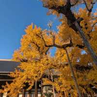 🇯🇵京都「西本願寺 東本願寺」銀杏盛開實況！穿越時空的寧靜之美