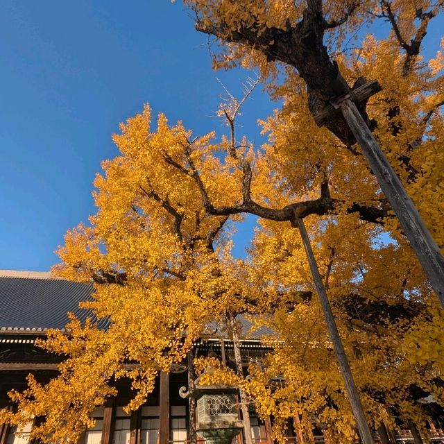 🇯🇵京都「西本願寺 東本願寺」銀杏盛開實況！穿越時空的寧靜之美