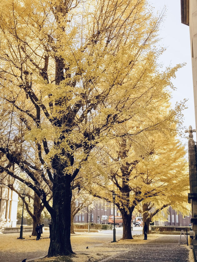 東京大學 🩵