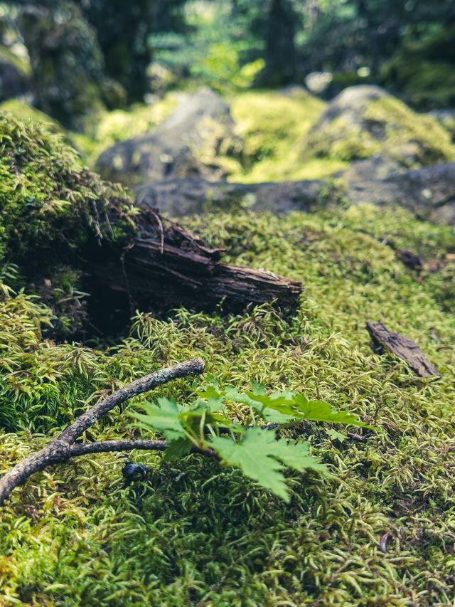 涼山人的落基山｜西昌螺髻山