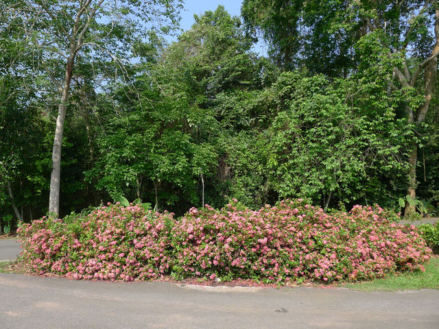 熱帶植物園·百花園——花的海洋。