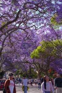 Sydney, it's the season of Jacaranda blooms again!