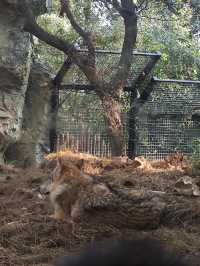 南京紅山動物園 | 誰還不知道動物園免費啦。