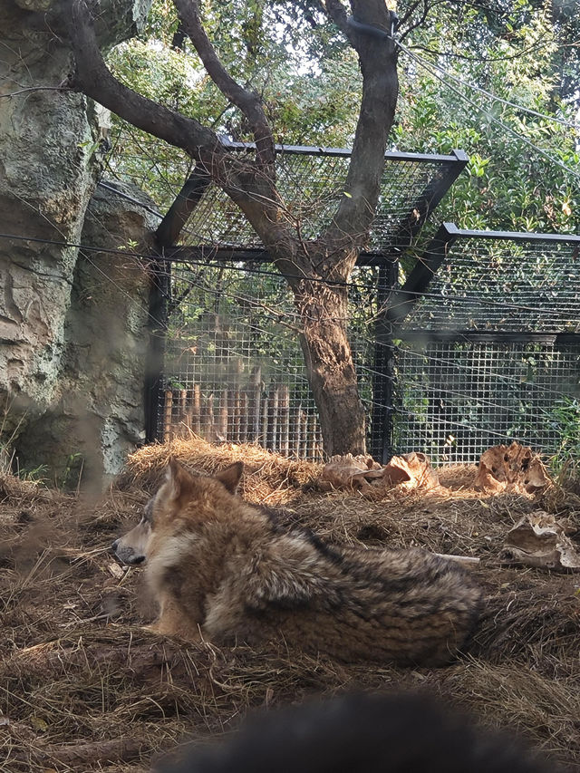 南京紅山動物園 | 誰還不知道動物園免費啦。