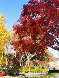 漫步城市林間秋色~和平公園