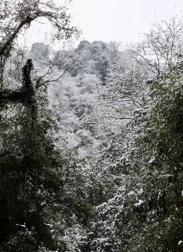 都江堰青城山2024年初雪