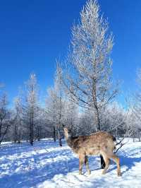 內蒙古烏蘭布統｜南方人夢裡的林海雪原