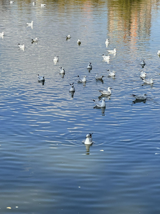 翠湖公園｜太值得一去了