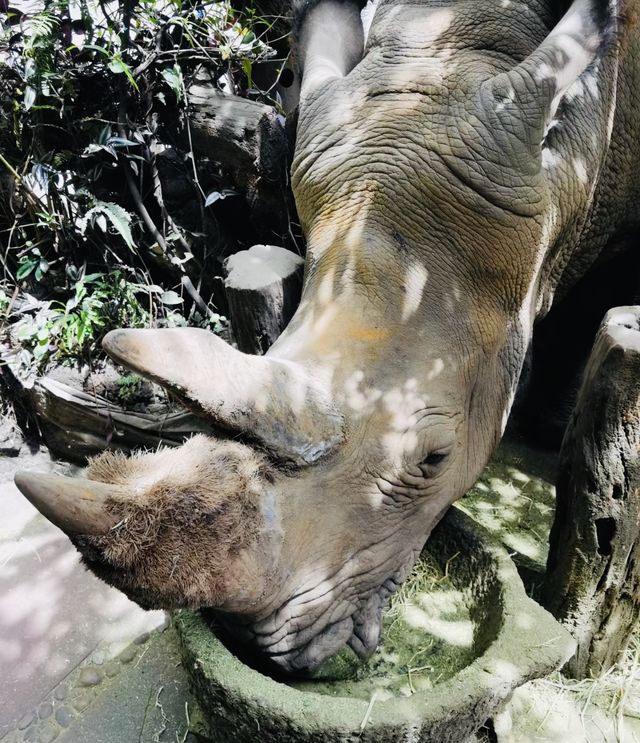 探秘普洱小熊貓莊園