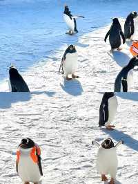 哈爾濱極地館：一場奇幻的冰雪極地之旅