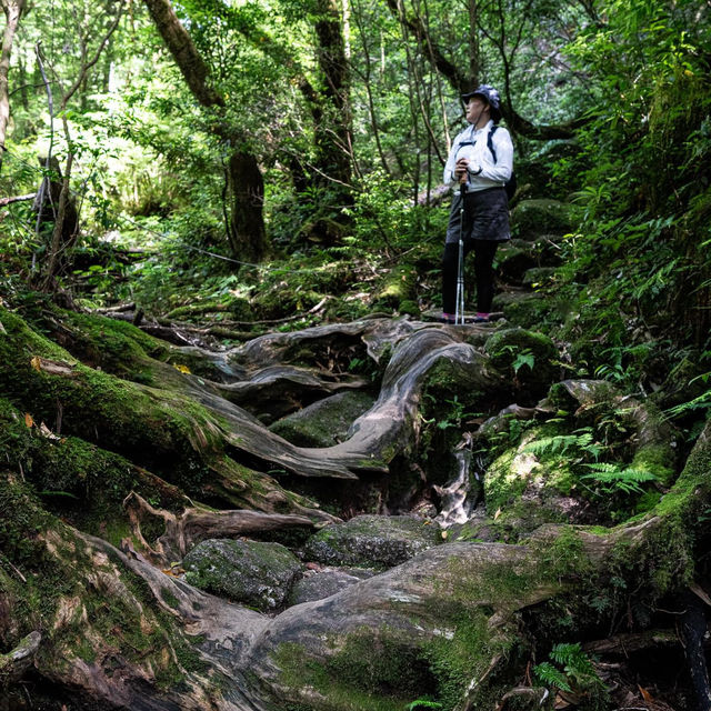 Emerald Isle of the Gods: Yakushima's Pristine Paradise