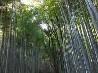 An enchanting moment at Arashiyama Bamboo Forest