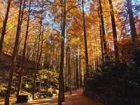 The Metasequioa walk at Jangtaesan Recreational Forest