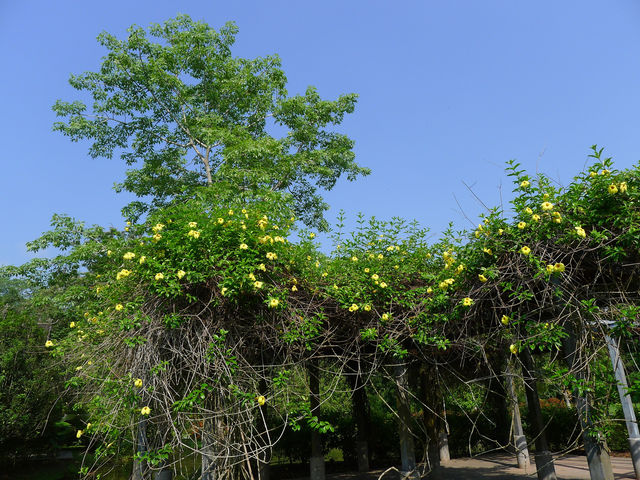 熱帶植物園·百花園——花的海洋。