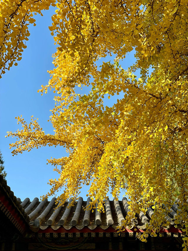 北京中山公園｜銀杏達到頂峰。