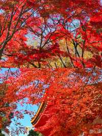 京都東福寺楓葉‖賞秋旅遊打卡避坑攻略。