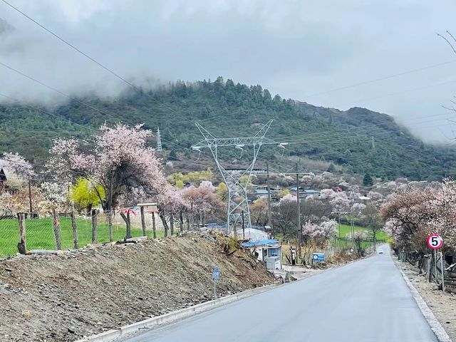 314川藏線波密桃花溝。