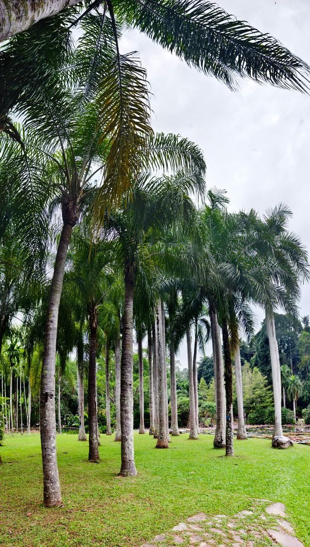 中國科學院西雙版納熱帶植物園（雲南省，5A）