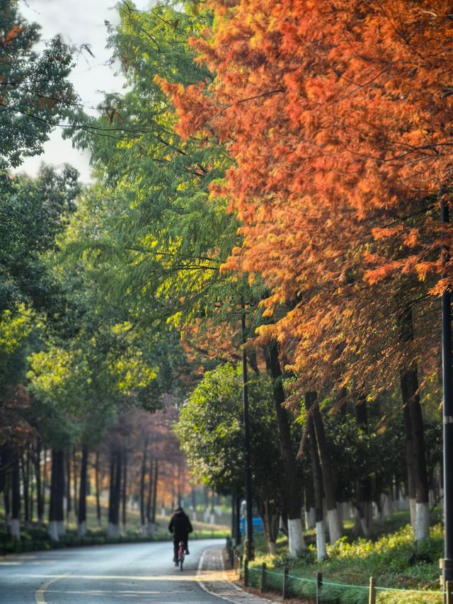 湘湖賞紅杉