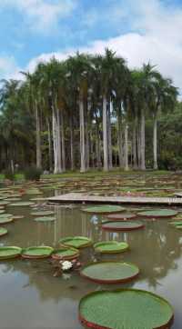 西雙版納中科院植物園遊覽攻略 | 闖入植物王國