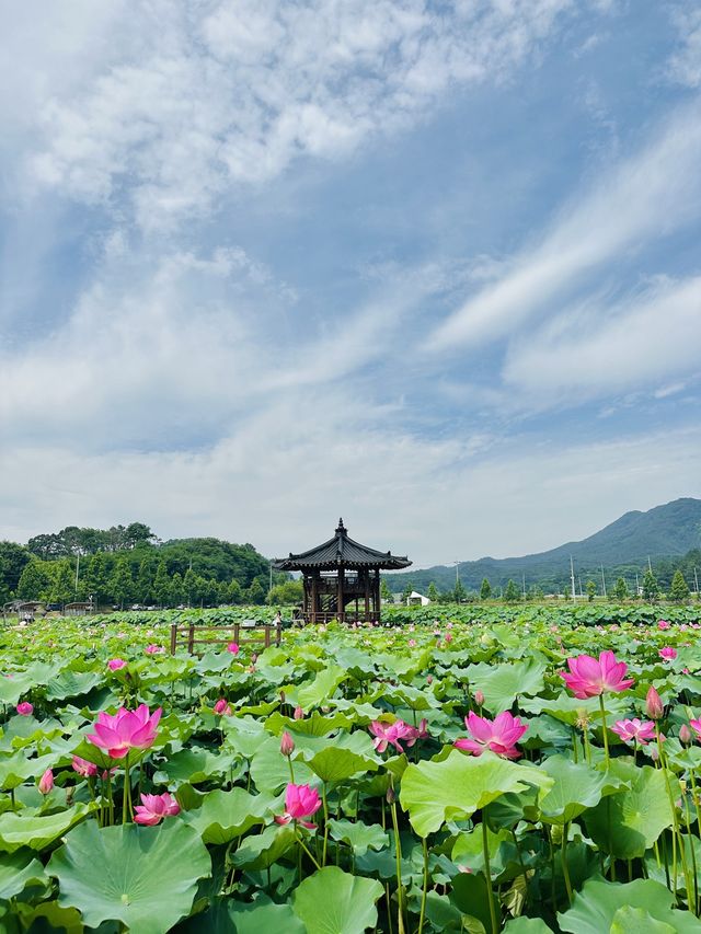 핑크러버들 주목💞,동화 속 공주님이 될 수 있는 연꽃스팟🪷