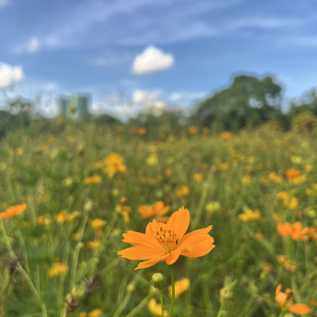 สวนวชิรเบญจทัศ (สวนรถไฟ)