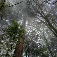 Majestic Giants of Alishan: A Forest Wonderland