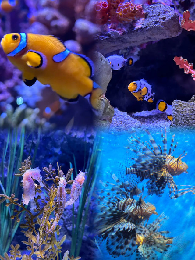 Exploring the Depths: A Cool Escape at SEA LIFE Bangkok Ocean World