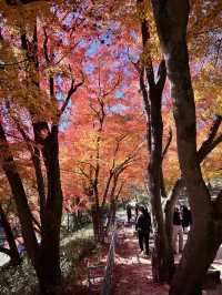 🇰🇷慶洲✈️世界文化遺產「佛國寺불국사」🍁